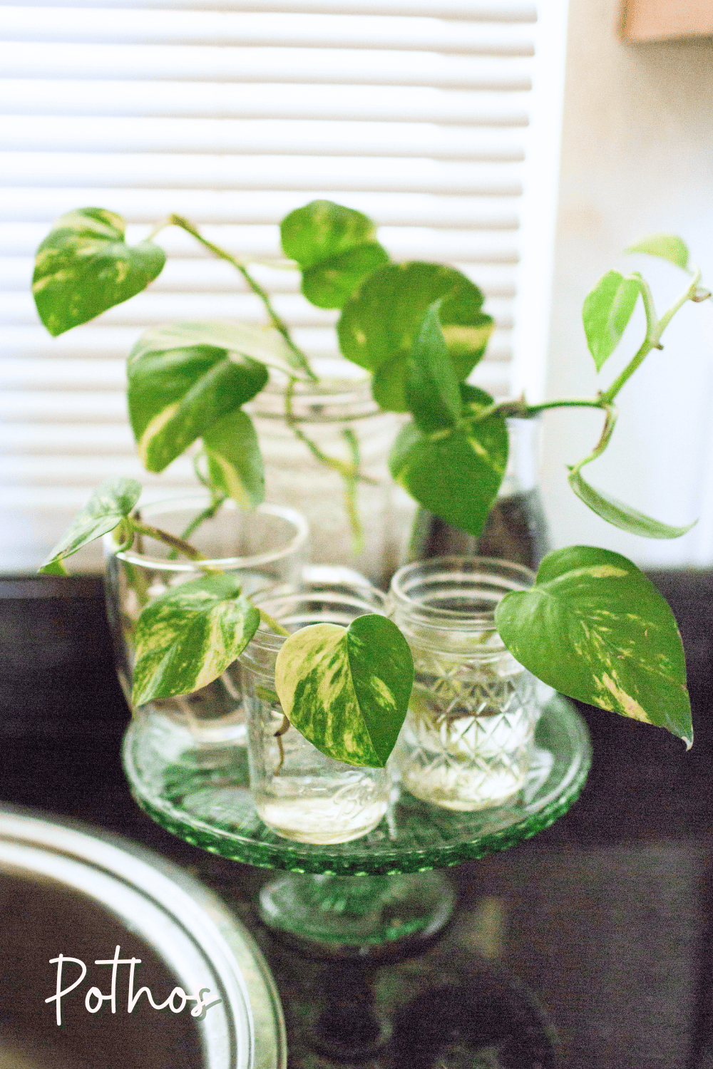 A picture of a pothos plant hanging in a bathroom.