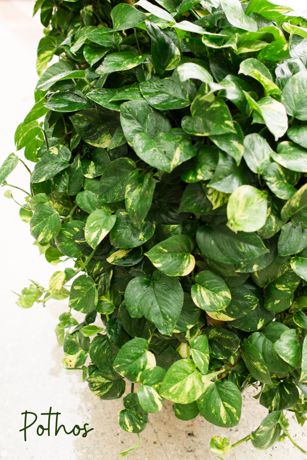 A picture of a pothos plant hanging in a bathroom.