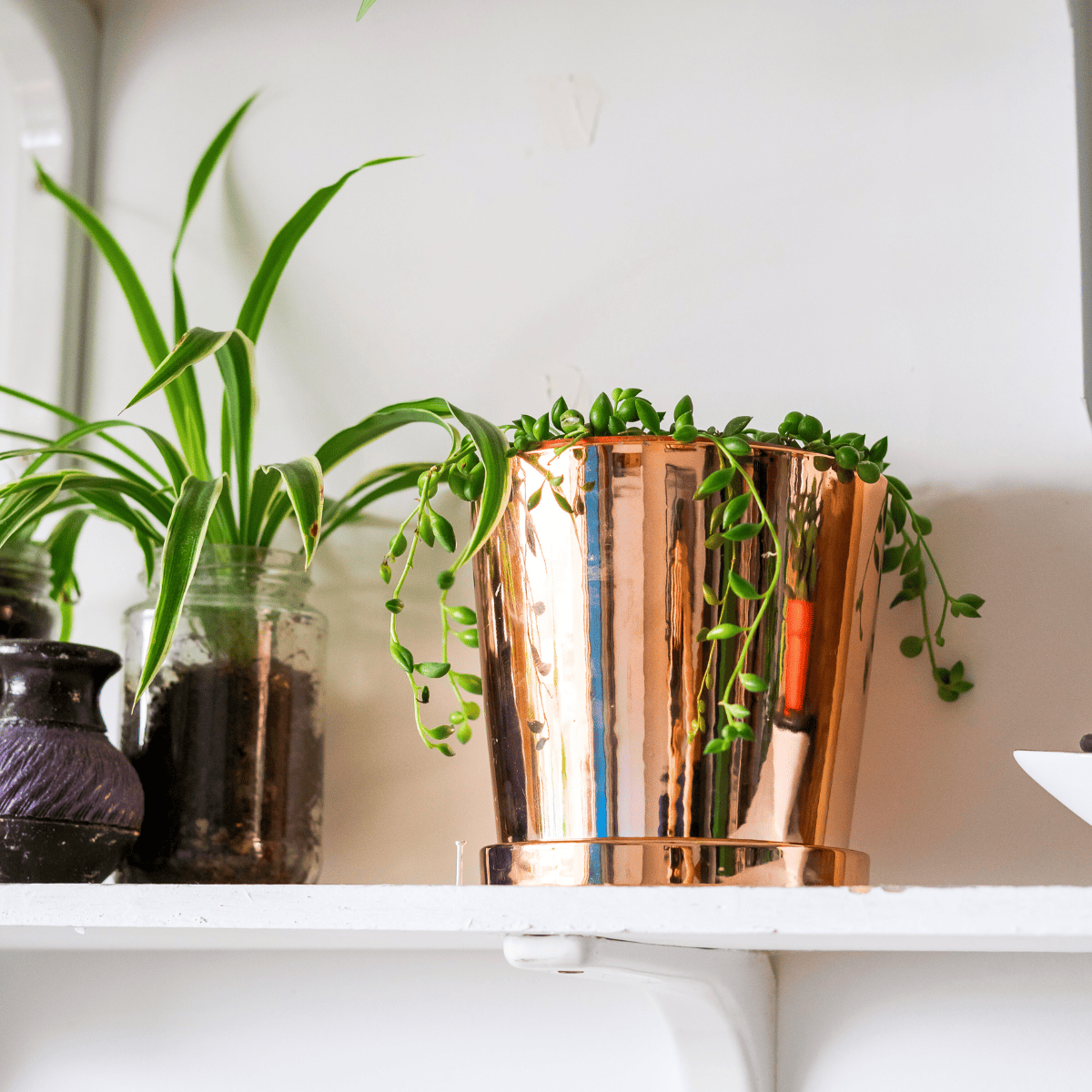 7 Plants That Thrive in a Bathroom + How to Hang Them  Emily Kyle, MS, RDN