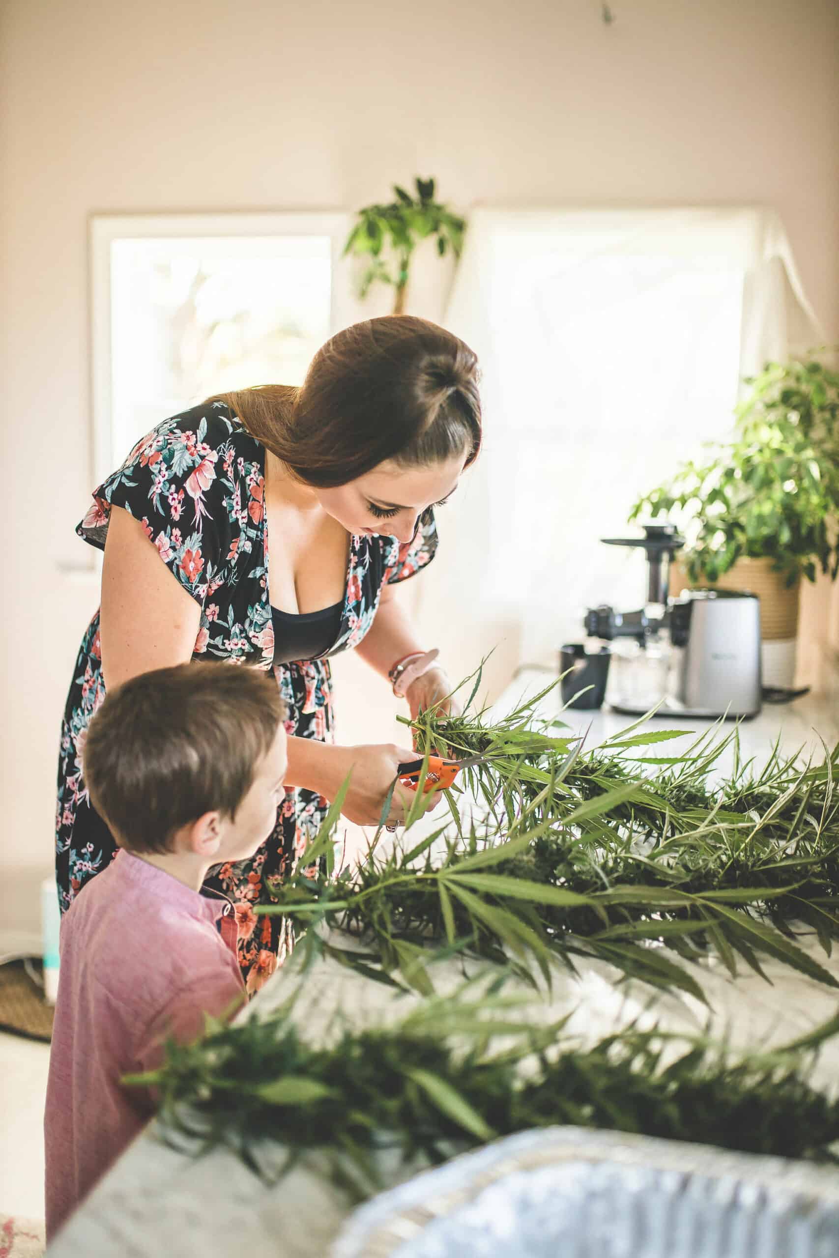 Emily Kyle harvesting cannabis plants.