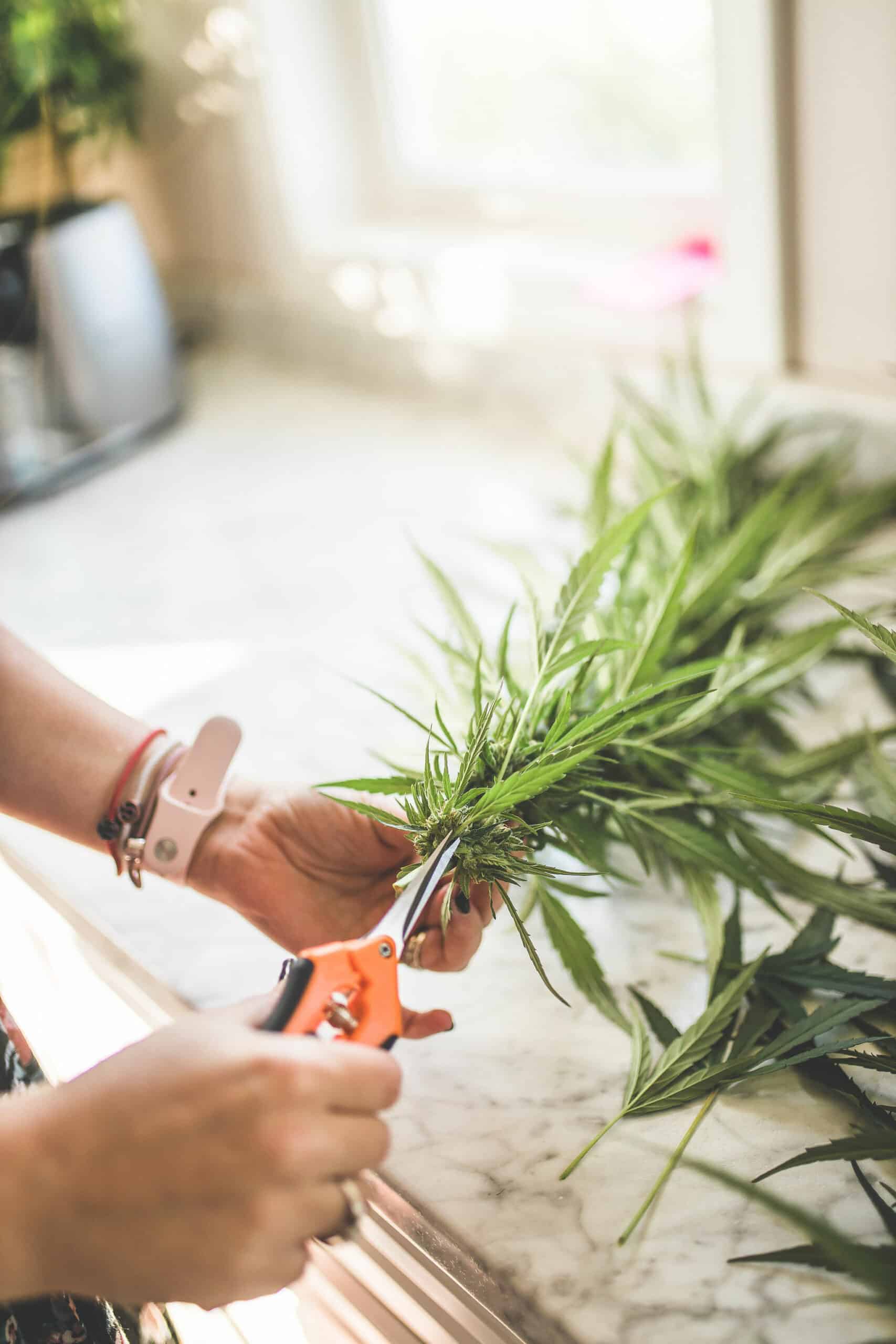 A picture of Emily Kyle harvesting cannabis plants. 