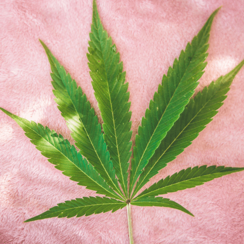A picture of a cannabis fan leaf on a pink blanket.