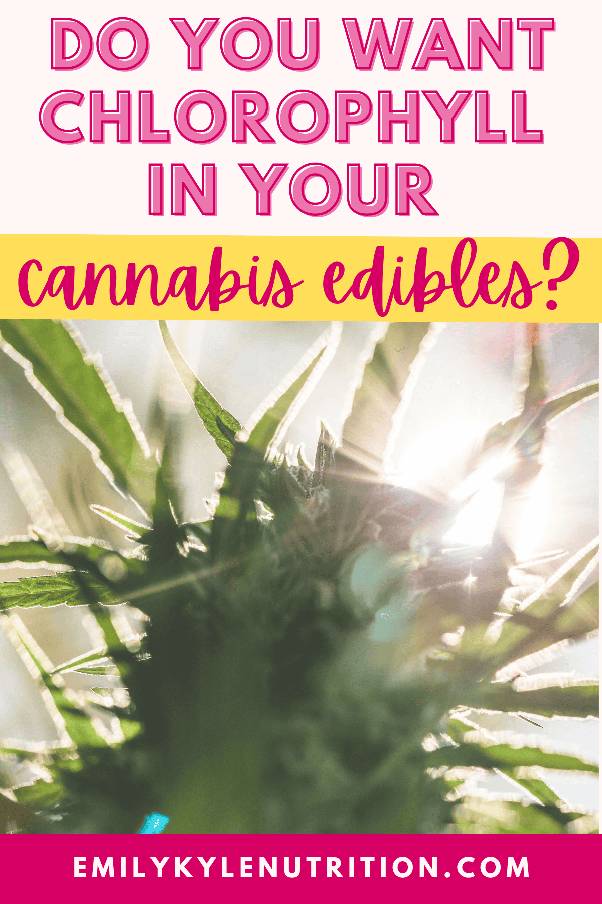 A graphic with a light pink background and in hot pink text it says Do You Want Chlorophyll In Your Cannabis Edibles? with a cannabis plant at the bottom