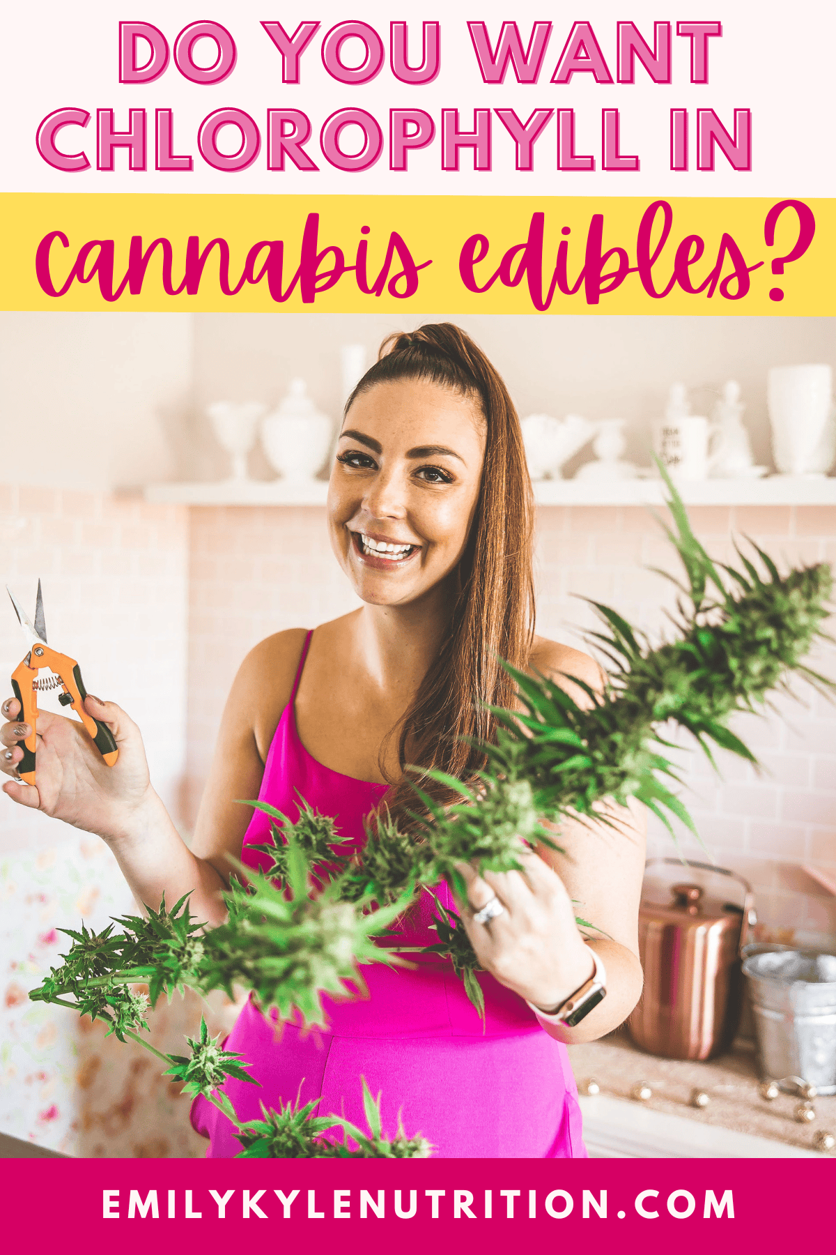 A graphic with a light pink background and in hot pink text it says Do You Want Chlorophyll In Your Cannabis Edibles? with a cannabis plant at the bottom