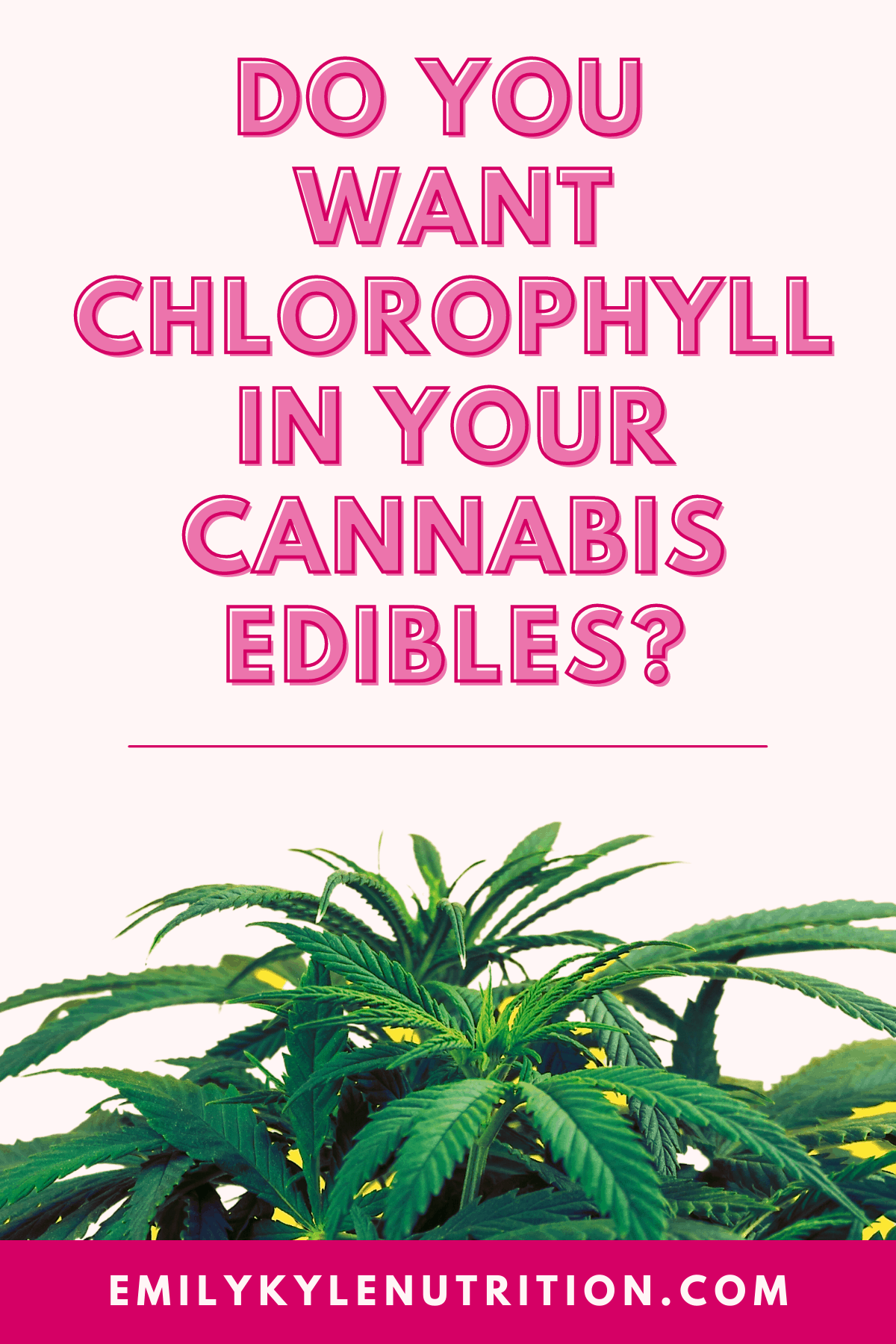 A graphic with a light pink background and in hot pink text it says Do You Want Chlorophyll In Your Cannabis Edibles? with a cannabis plant at the bottom