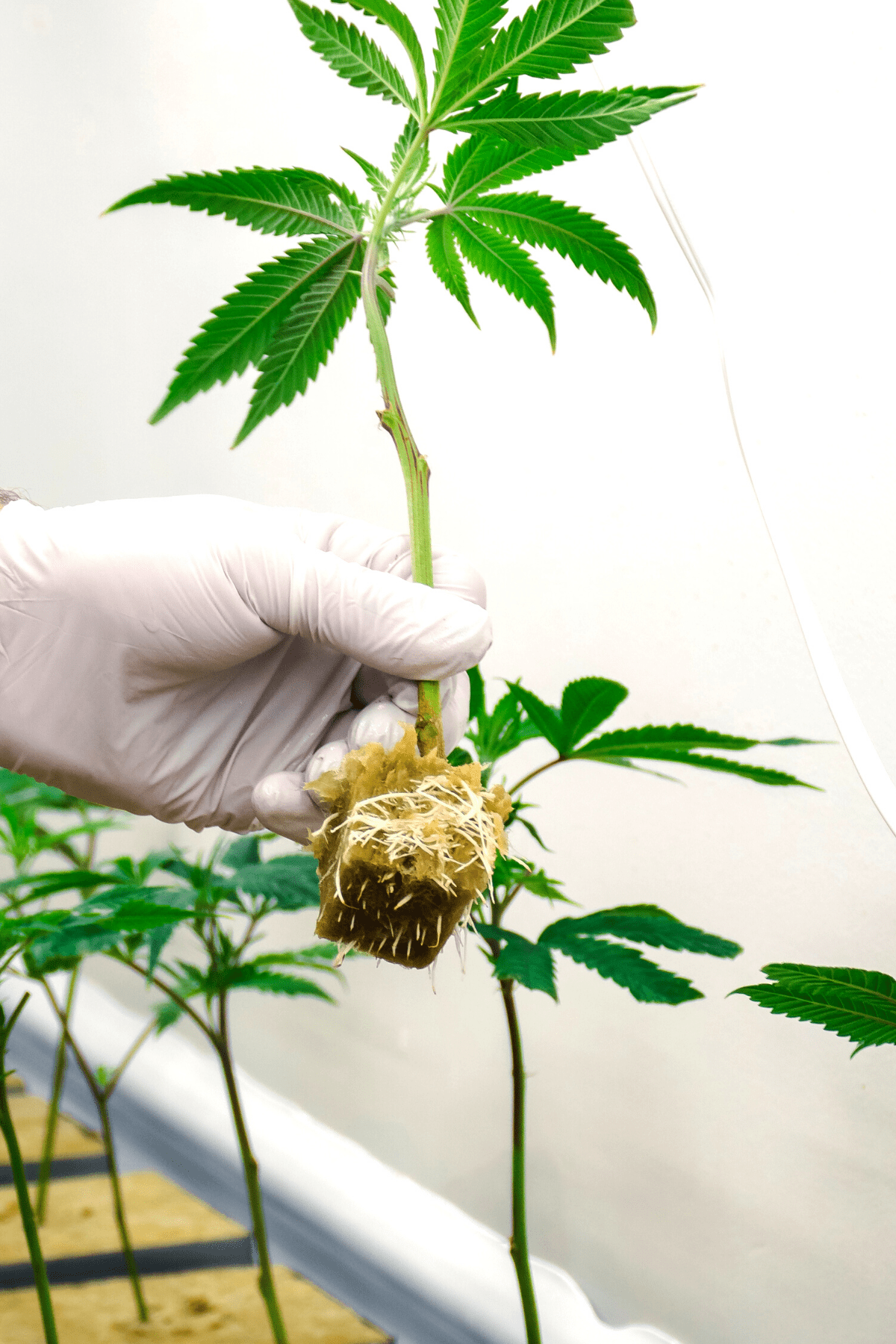 A white gloved hand holding a cannabis plant showing the roots
