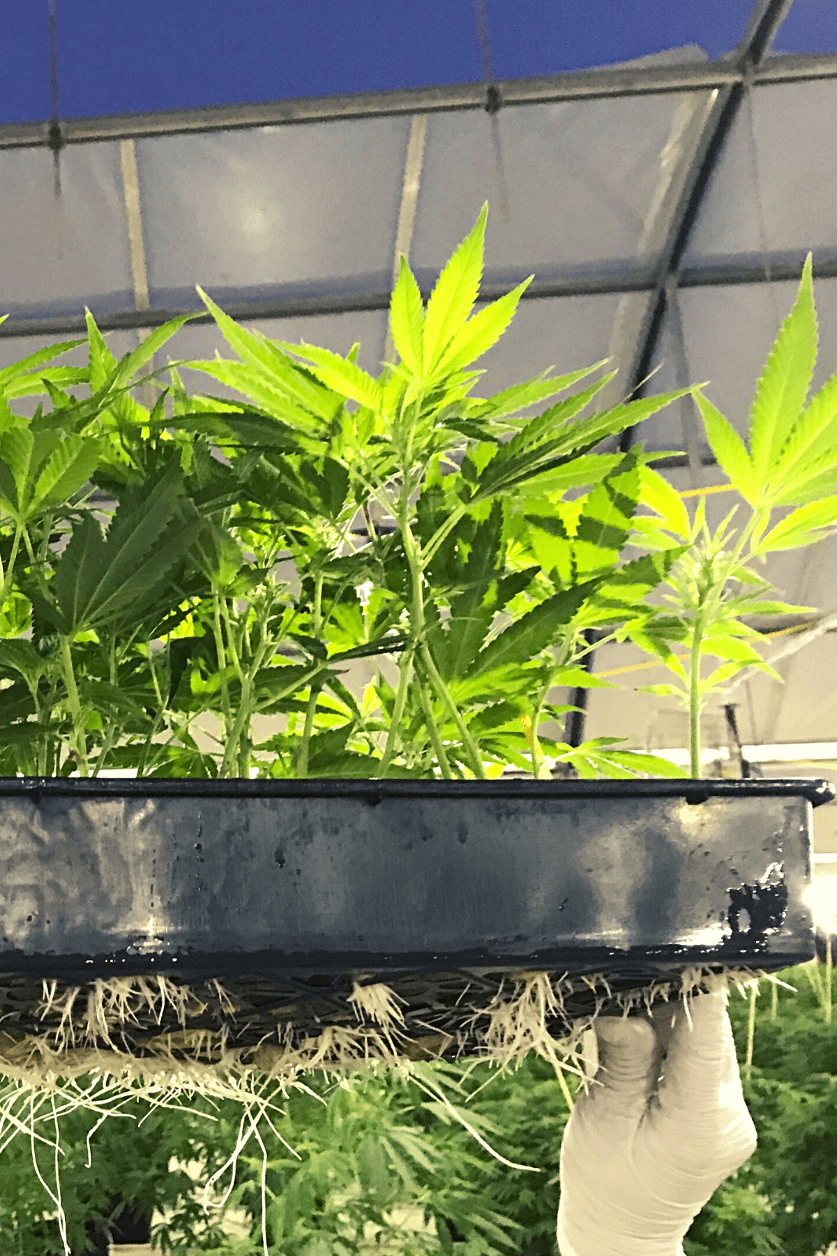 A white gloved hand holding up a flat of cannabis plants with the roots exposed at the bottom