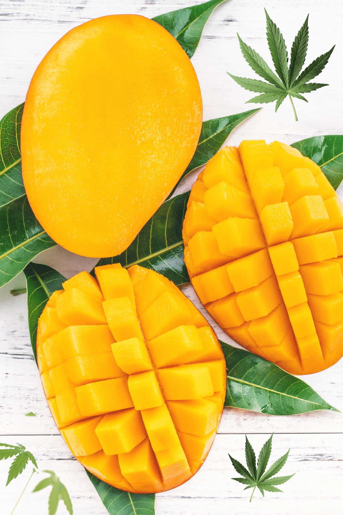 A white background with green tropical leaves topped with cut mango and cannabis leaves