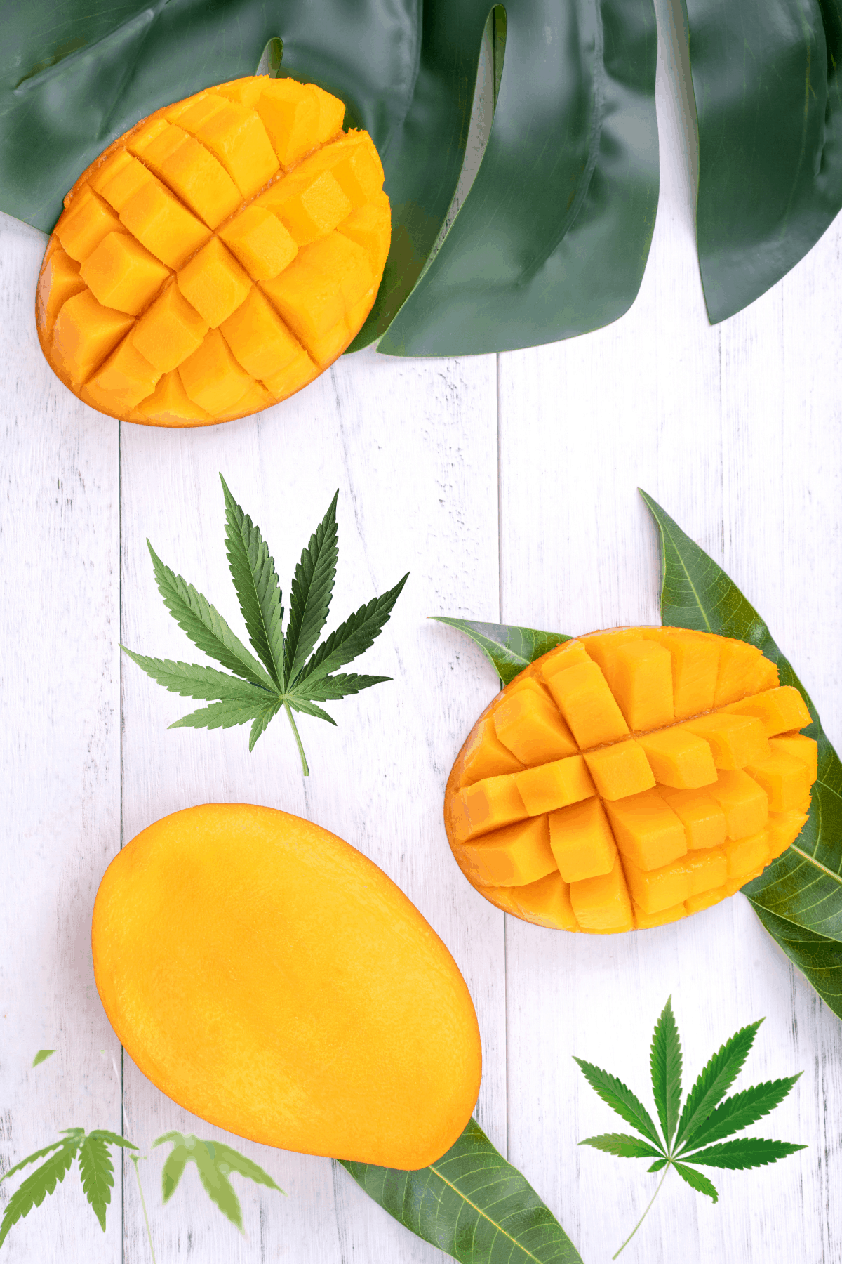 A white background with green tropical leaves topped with cut mango and cannabis leaves