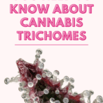 A pink graphic stating Everything You Need To Know About Cannabis Trichomes