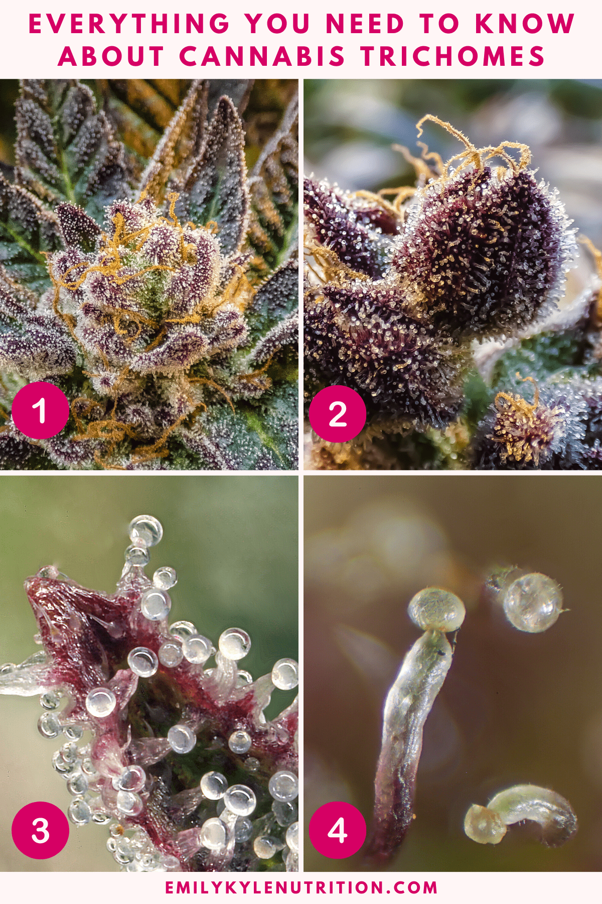 A image collage of four pictures all of a cannabis plant focusing in closer on the cannabis trichomes