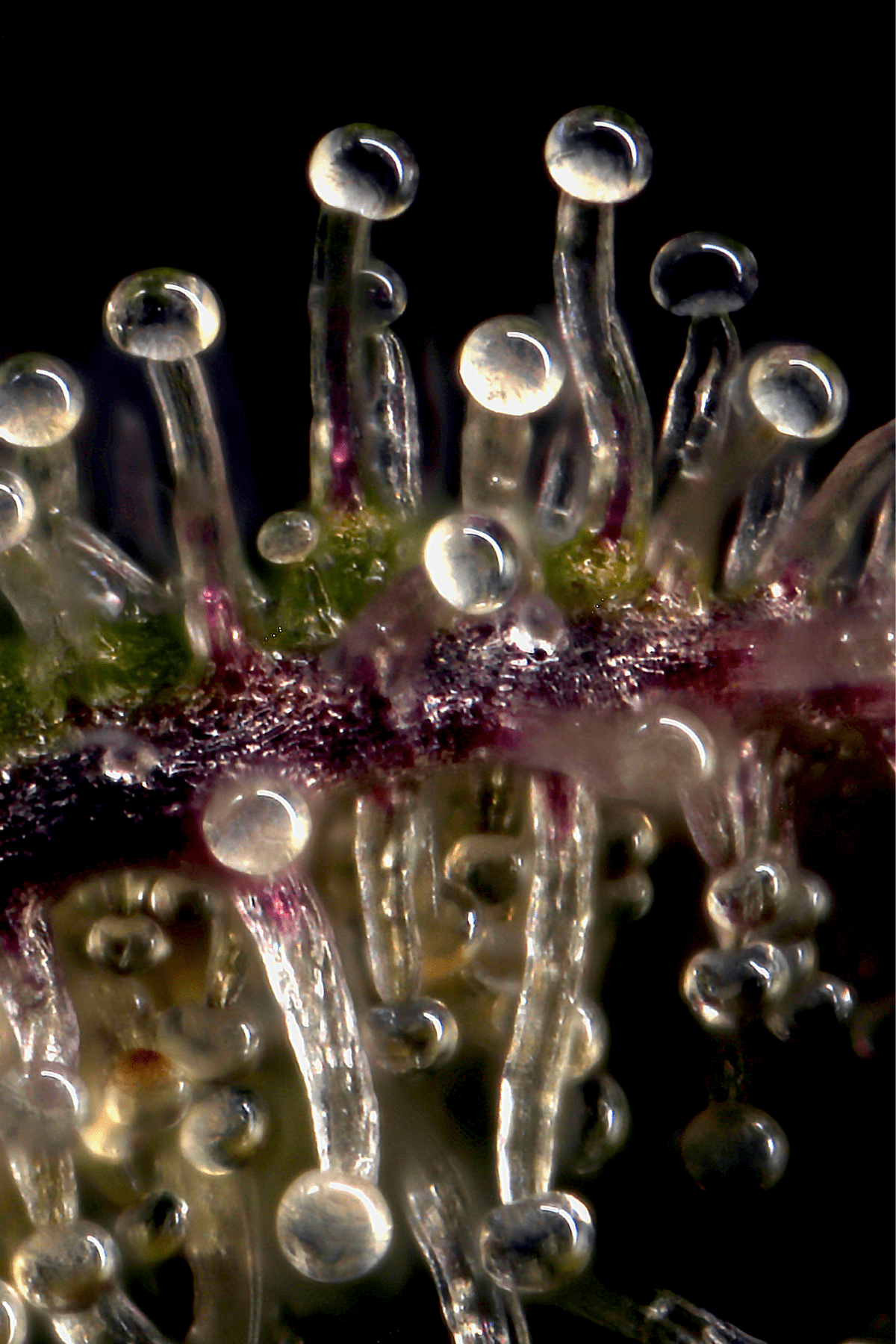 An upclose picture of cannabis trichomes