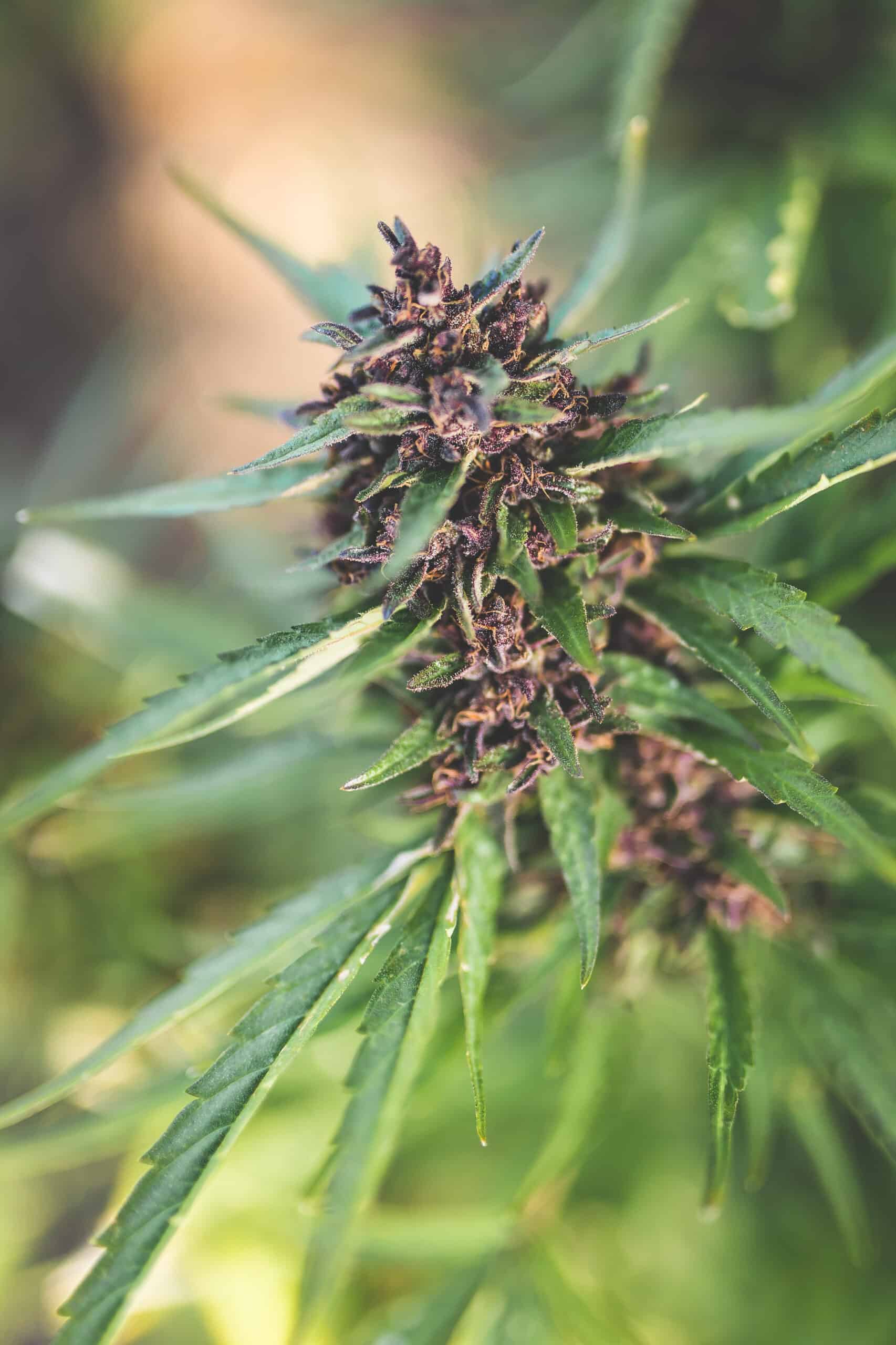 A live cannabis plant featuring the top cola that is both purple and green