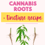A graphic with writing that says the uses and benefits of cannabis roots + tincture recipe with a picture of a cannabis plant and its roots