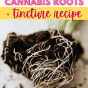 A graphic with writing that says the uses and benefits of cannabis roots + tincture recipe with a picture of a cannabis plant and its roots