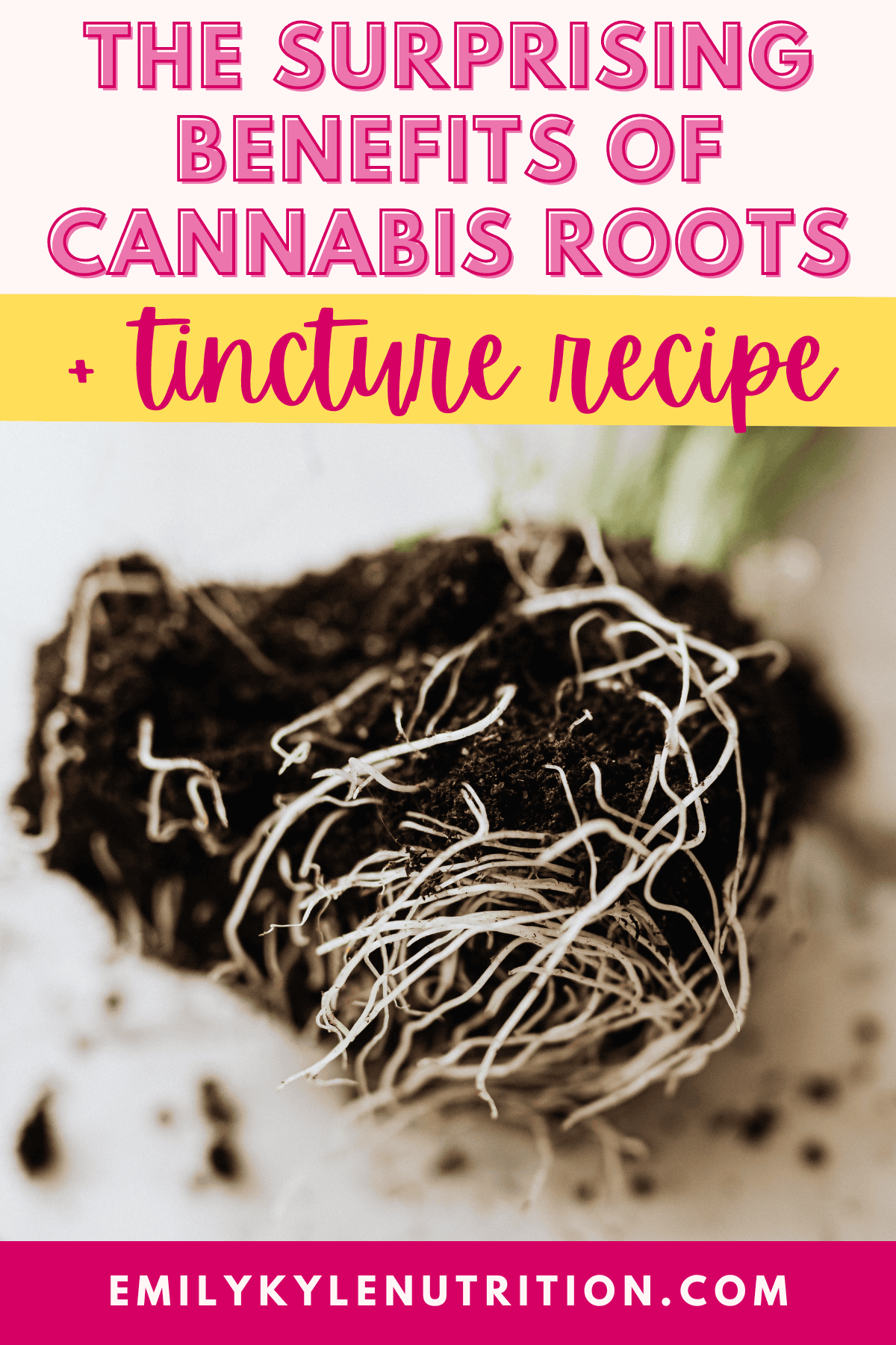 A graphic with writing that says the uses and benefits of cannabis roots + tincture recipe with a picture of a cannabis plant and its roots