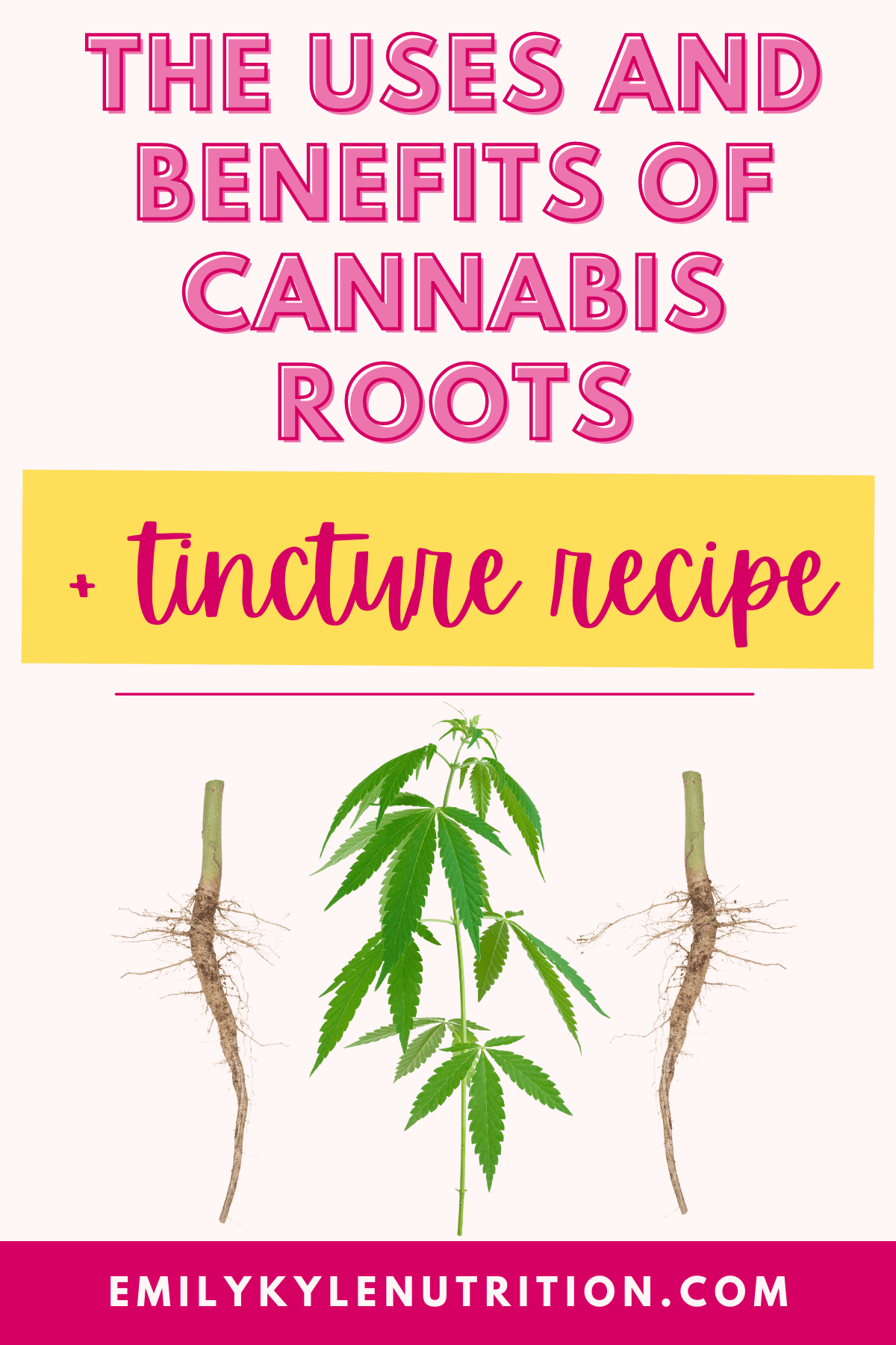 A graphic with writing that says the uses and benefits of cannabis roots + tincture recipe with a picture of a cannabis plant and its roots 