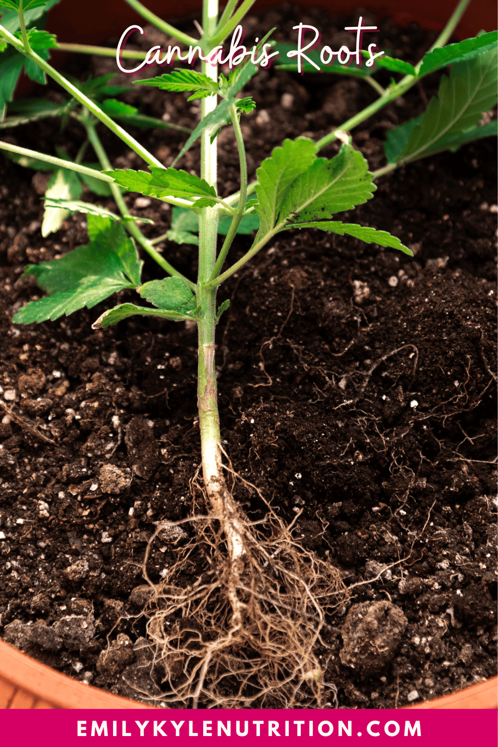 A picture of cannabis roots.