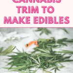 How to Use Cannabis Trim to Make Edibles graphic