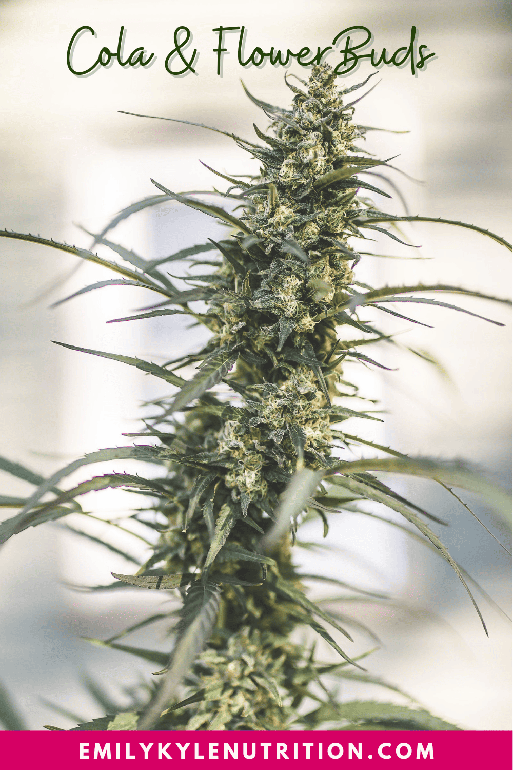 A picture of a cola on the female cannabis plant.