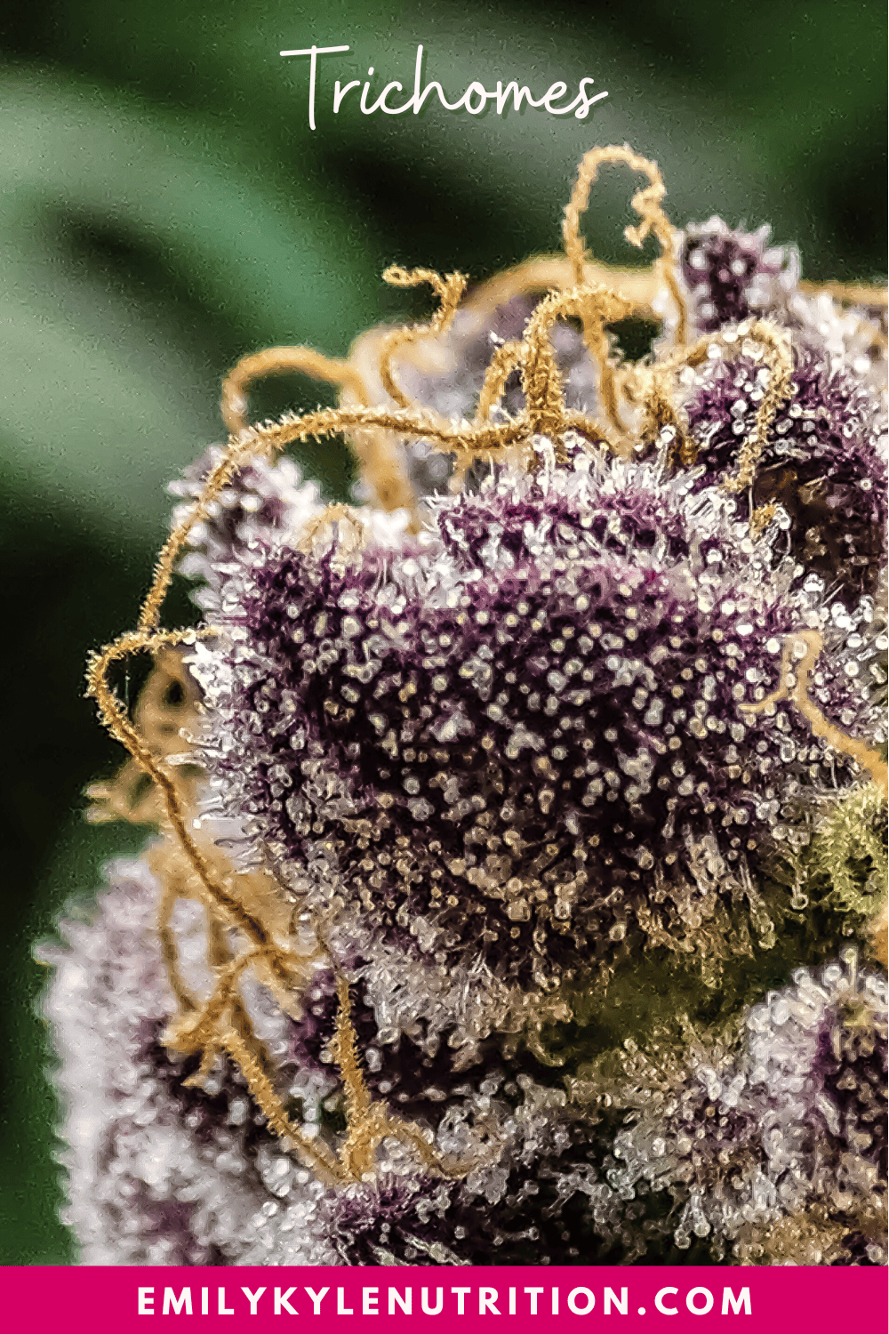 A picture of cannabis trichomes.