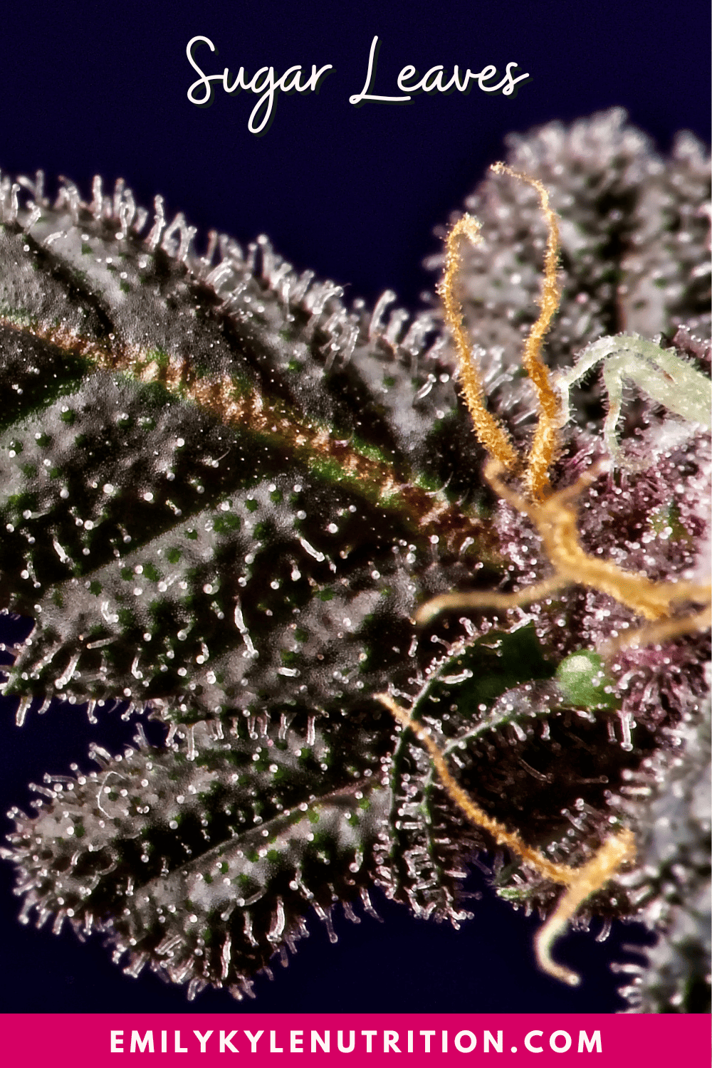 A picture of cannabis trichomes on a sugar leaf.