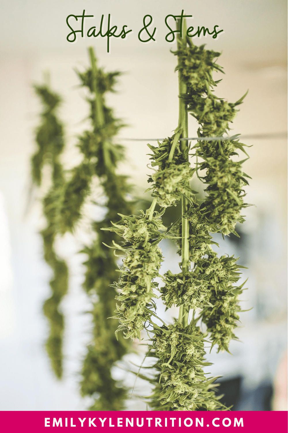 A picture of cannabis plants hanging by their stalks.