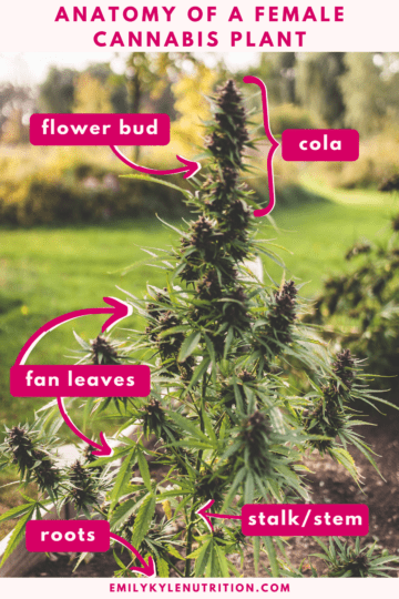 Meet the Female Cannabis Plant: Her Parts + Uses » Emily Kyle, MS, RDN
