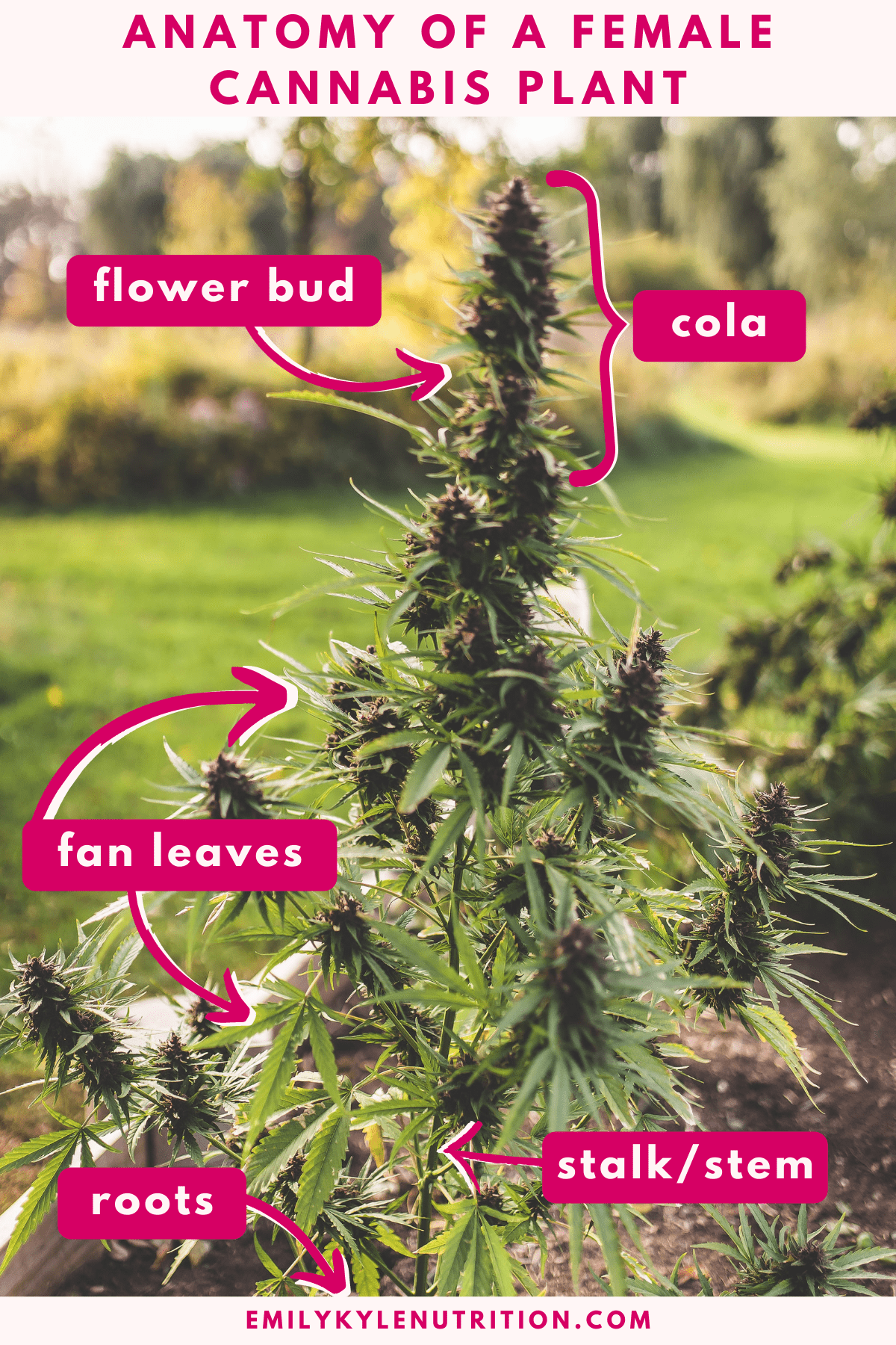 A picture of a cannabis plant growing in the ground with text labeling each part