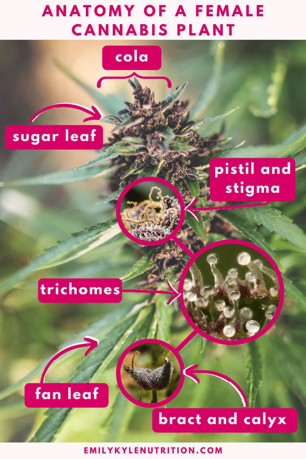 Meet the Female Cannabis Plant Her Parts + Uses » Emily Kyle, MS, RDN