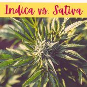 A picture of a cannabis plant with the text Understanding Cannabis Indica vs. Sativa.