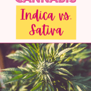 A picture of a cannabis plant with the text Understanding Cannabis Indica vs. Sativa.