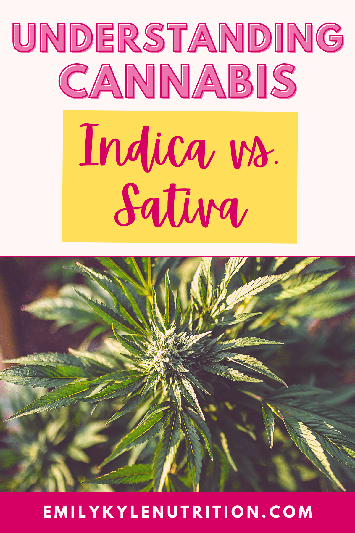 A picture of a cannabis plant with the text Understanding Cannabis Indica vs. Sativa.