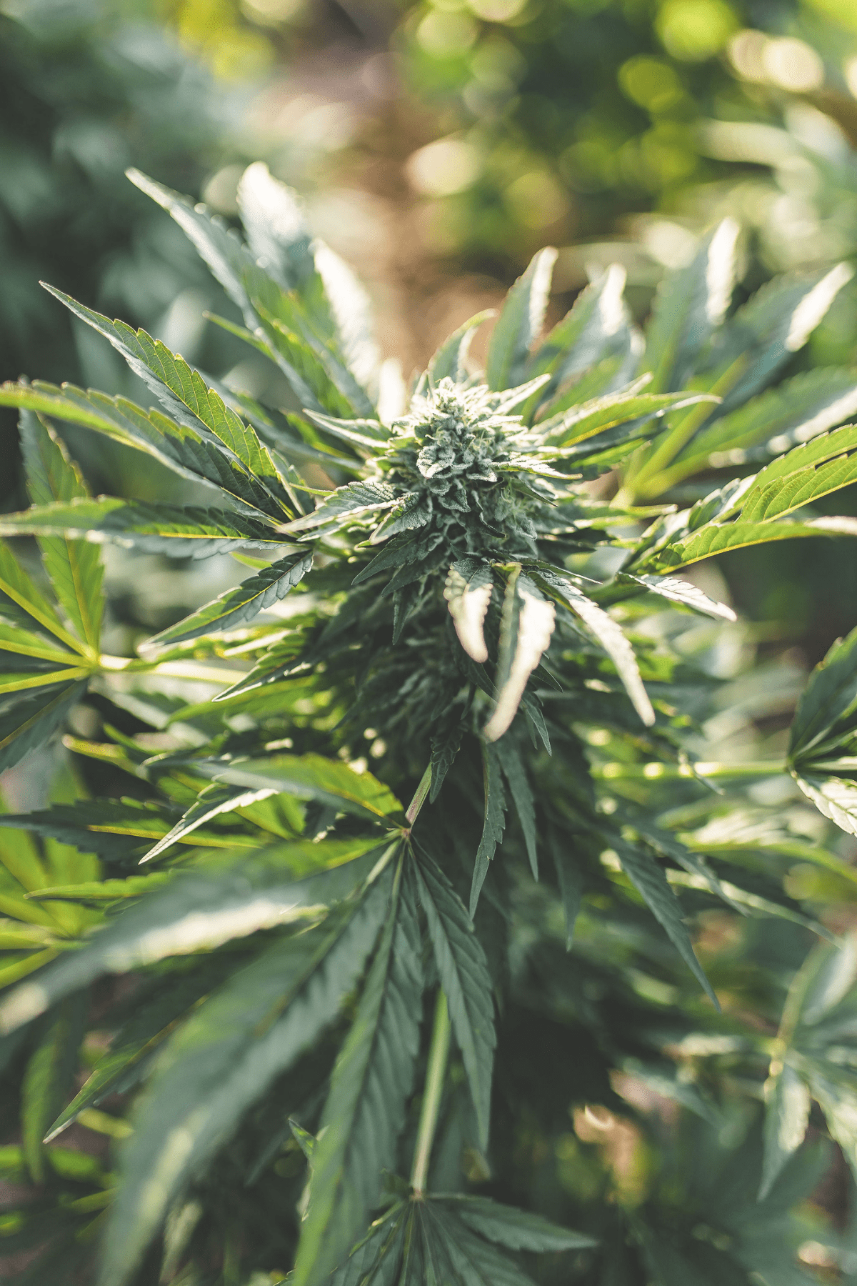 A picture of a cannabis plant.