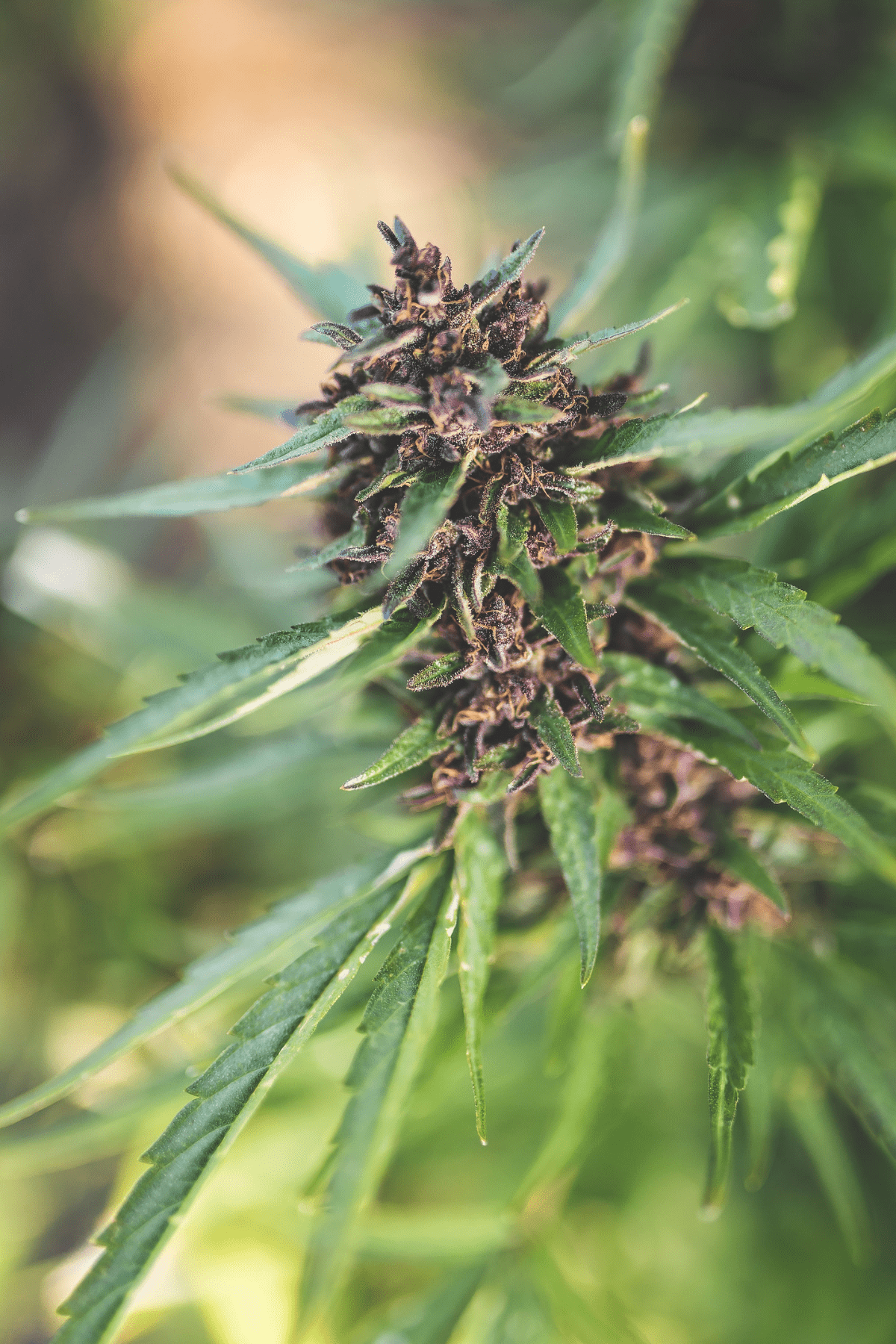 A picture of a cannabis plant with the text Understanding Cannabis Indica vs. Sativa.