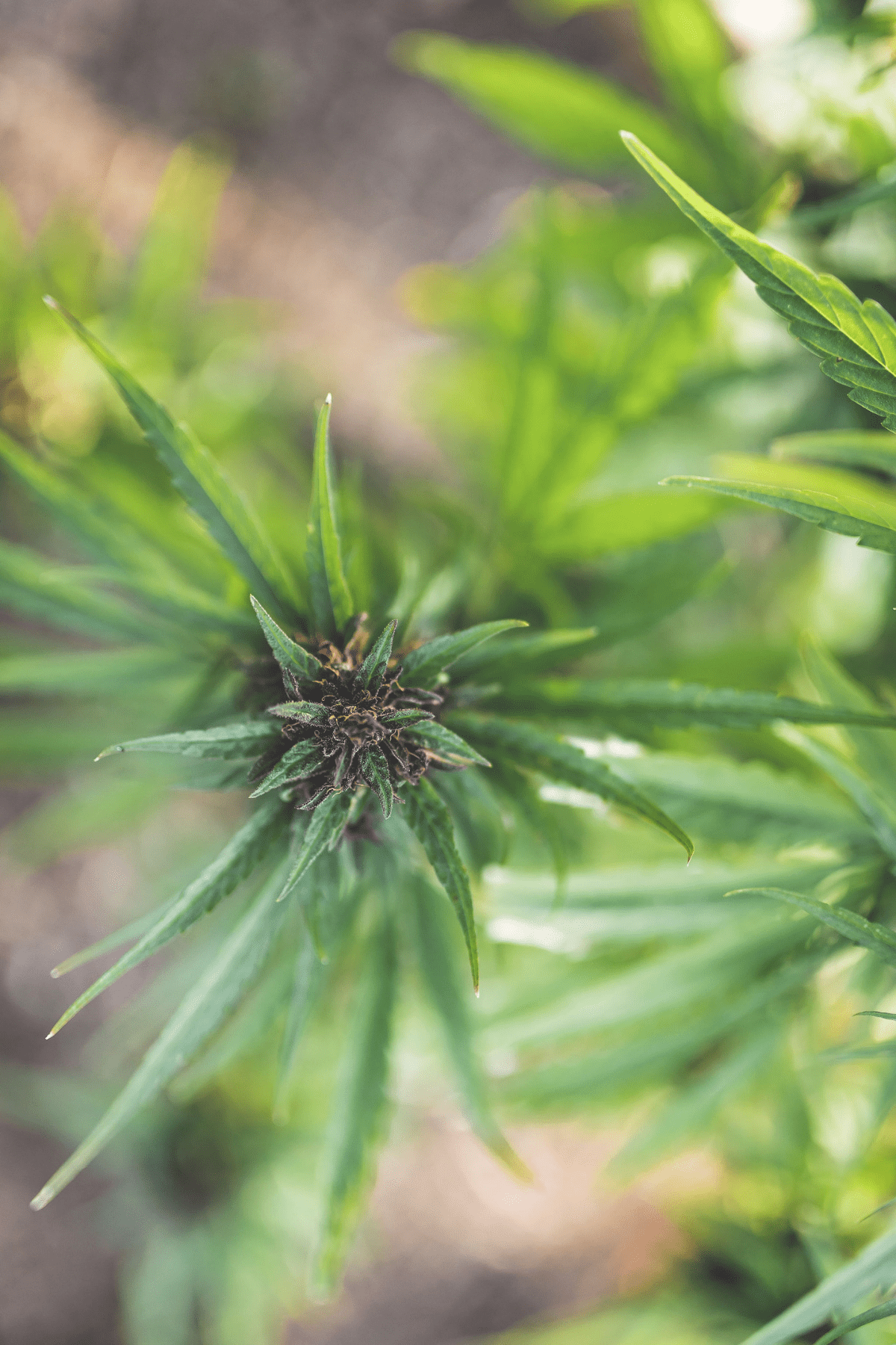 A picture of a cannabis plant.