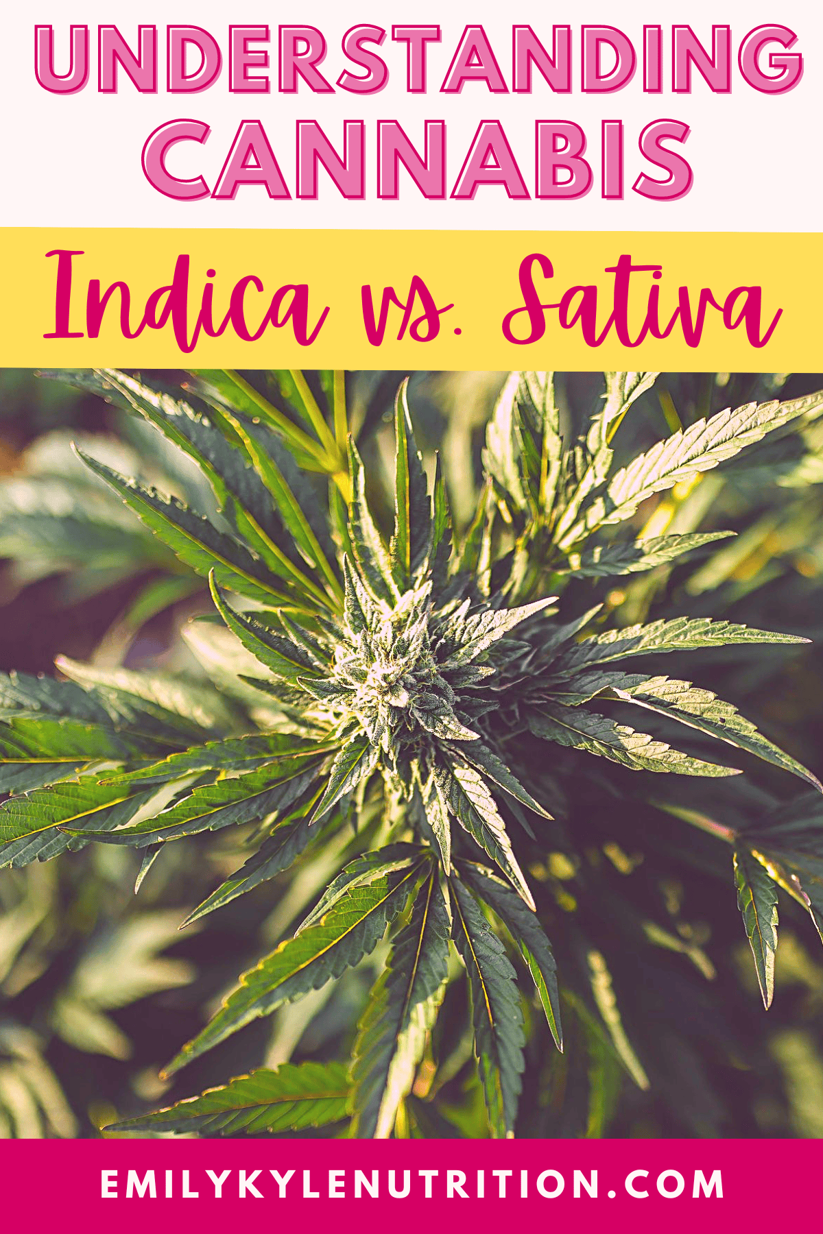 A picture of a cannabis plant with the text Understanding Cannabis Indica vs. Sativa.