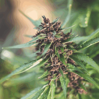 A picture of a cannabis flower bud.