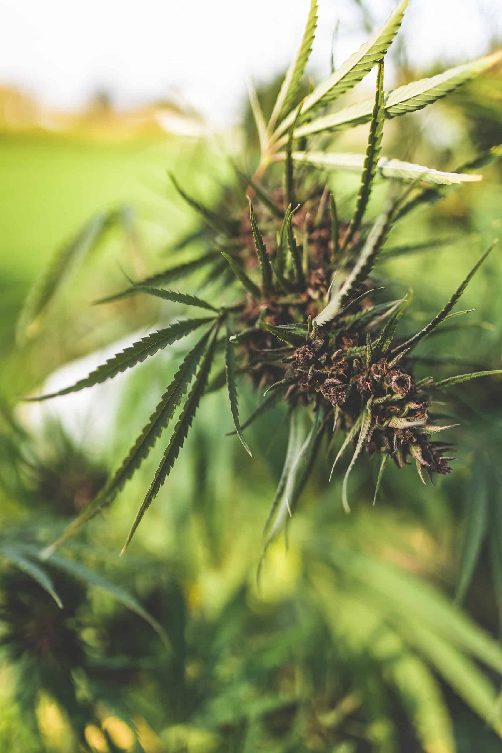 A picture of a cannabis plant.