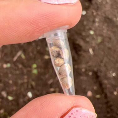 A picture of two fingers holding a small vial of cannabis seeds.