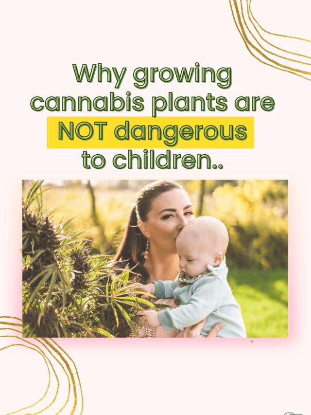 Why Growing Cannabis Plants Are Not Dangerous to Children