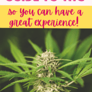 A picture of Emily Kyles Cannabis Plant with text that says the ultimate guide to THC so you can have a great experience.