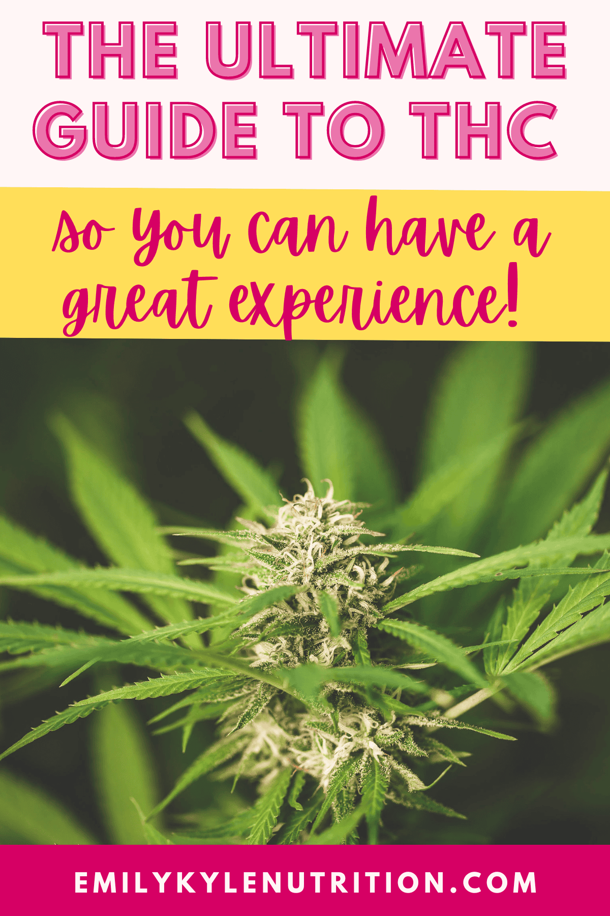 A picture of Emily Kyles Cannabis Plant with text that says the ultimate guide to THC so you can have a great experience. 
