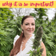 Text stating male vs. female cannabis plants + why it's important.