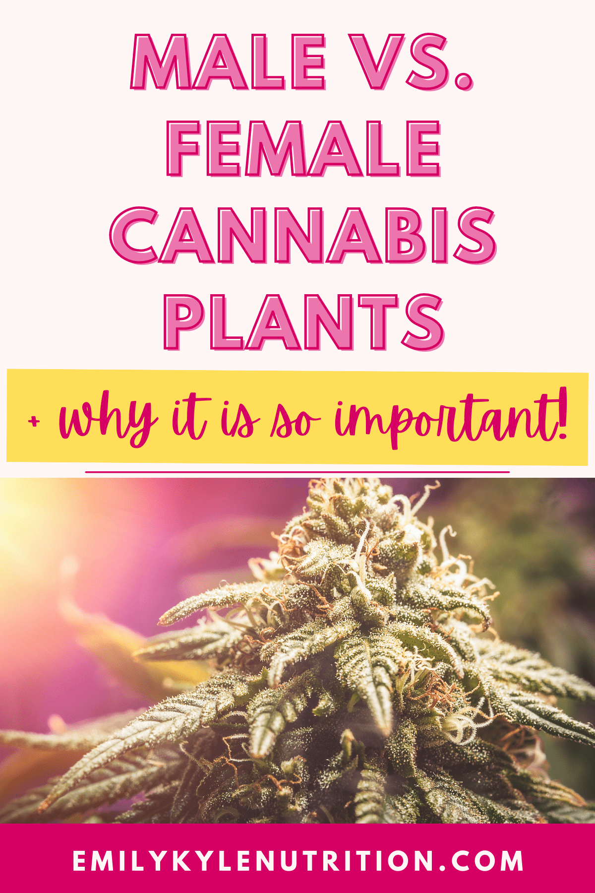 Text stating male vs. female cannabis plants + why it's important.