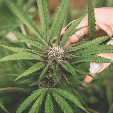 A picture of a cannabis plant in Emily Kyles hand.