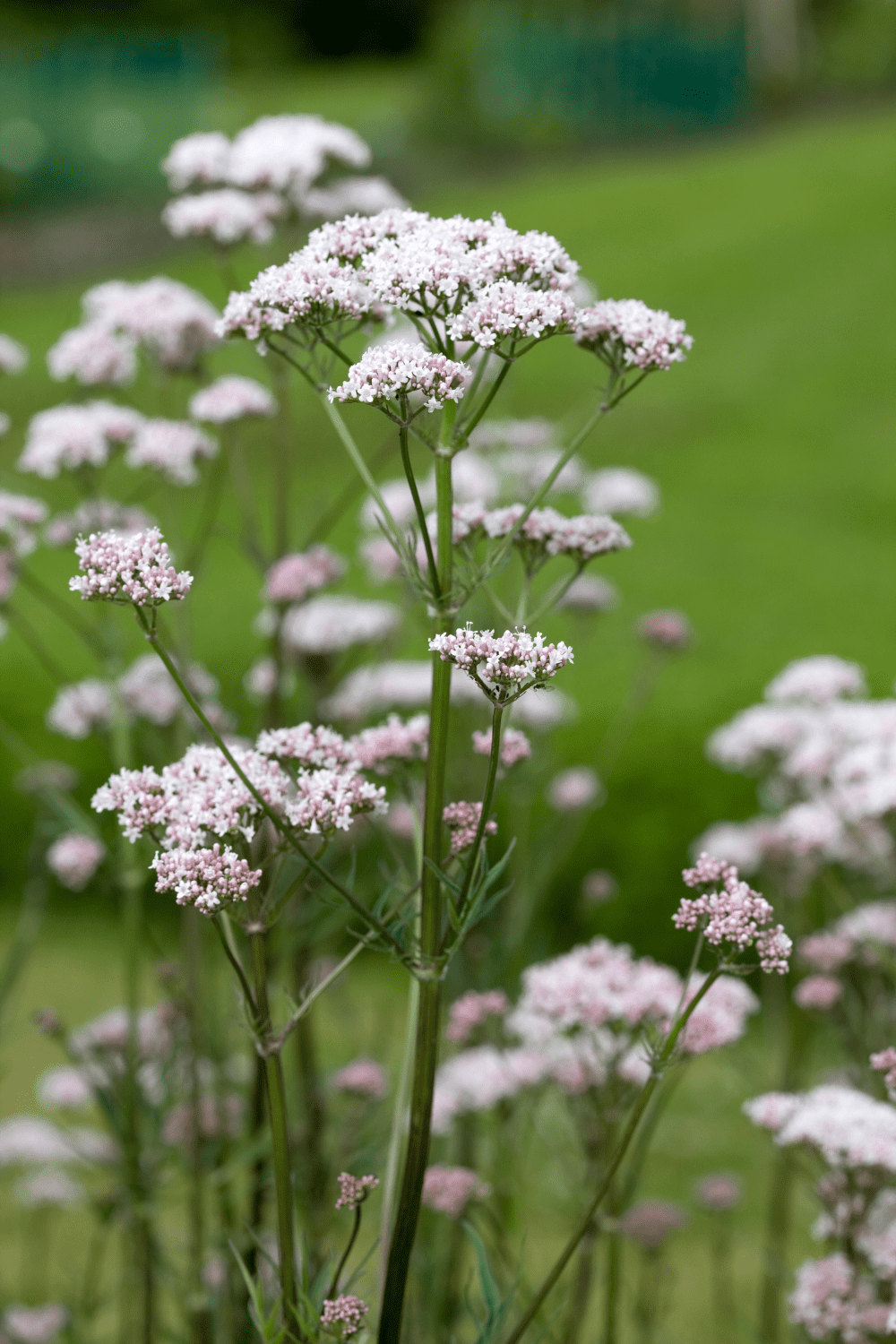 A picture of valerian root flowers.