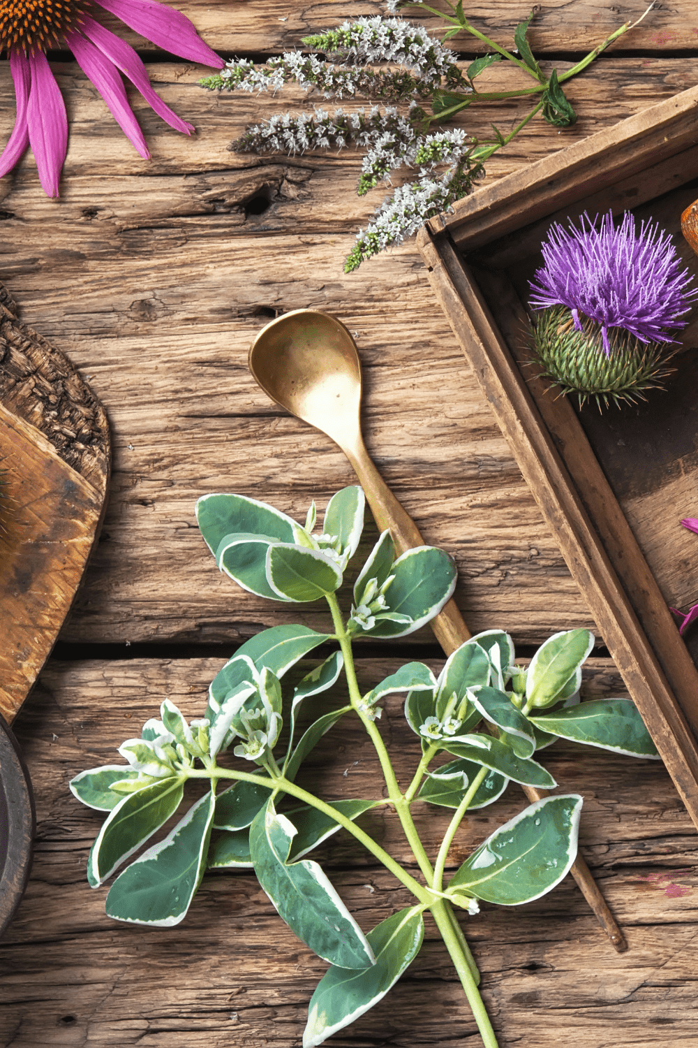 A picture of herbs and a spoon.