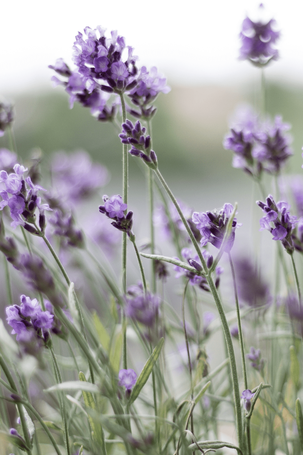 A picture of lavender flowers.