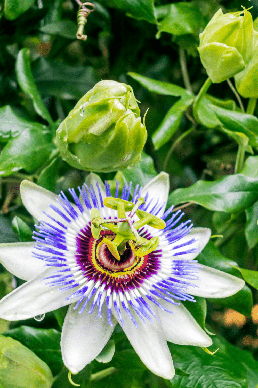 A picture of a passionflower.